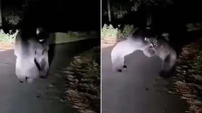 पिथौरागढ़ : थल-डीडीहाट रोड पर दो भालुओं की जबरदस्त भिड़ंत, वायरल वीडियो से दहशत में लोग