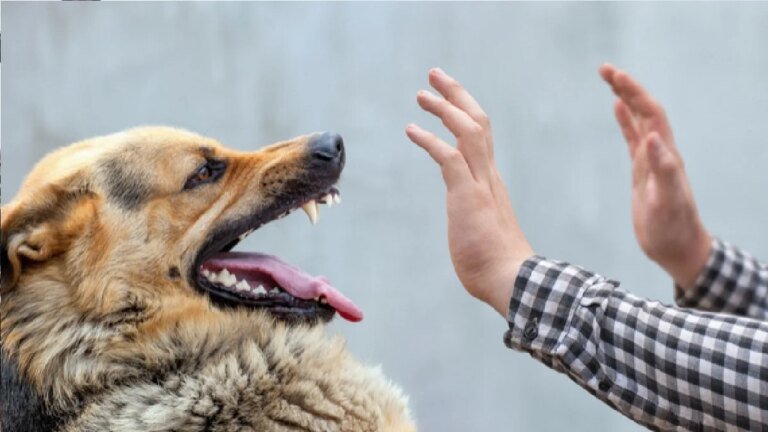 1787301227_dog-bite.jpg