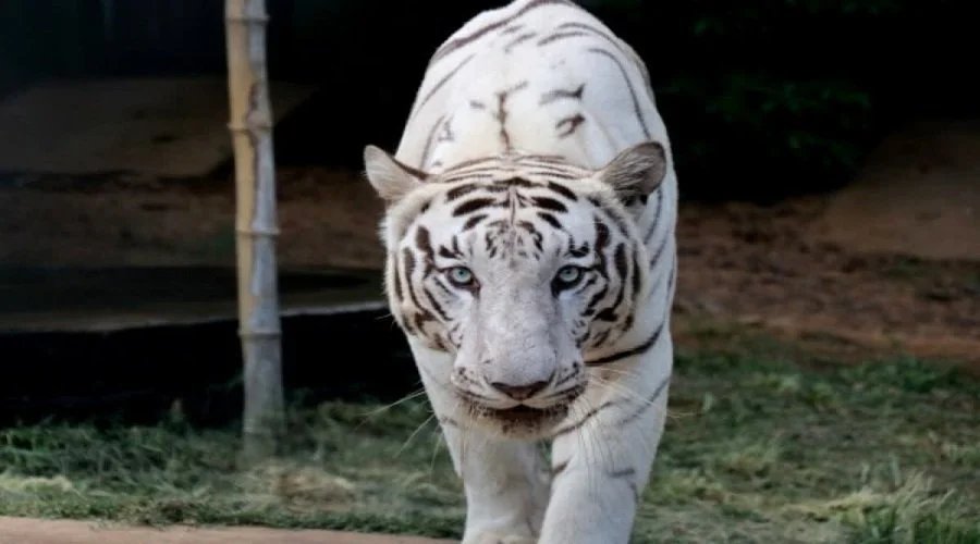 white-tiger.jpg